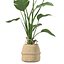 Pflanzenkollektion 209 - Monstera Lyrata Ficus Strelitzia
