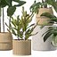 Pflanzenkollektion 209 - Monstera Lyrata Ficus Strelitzia