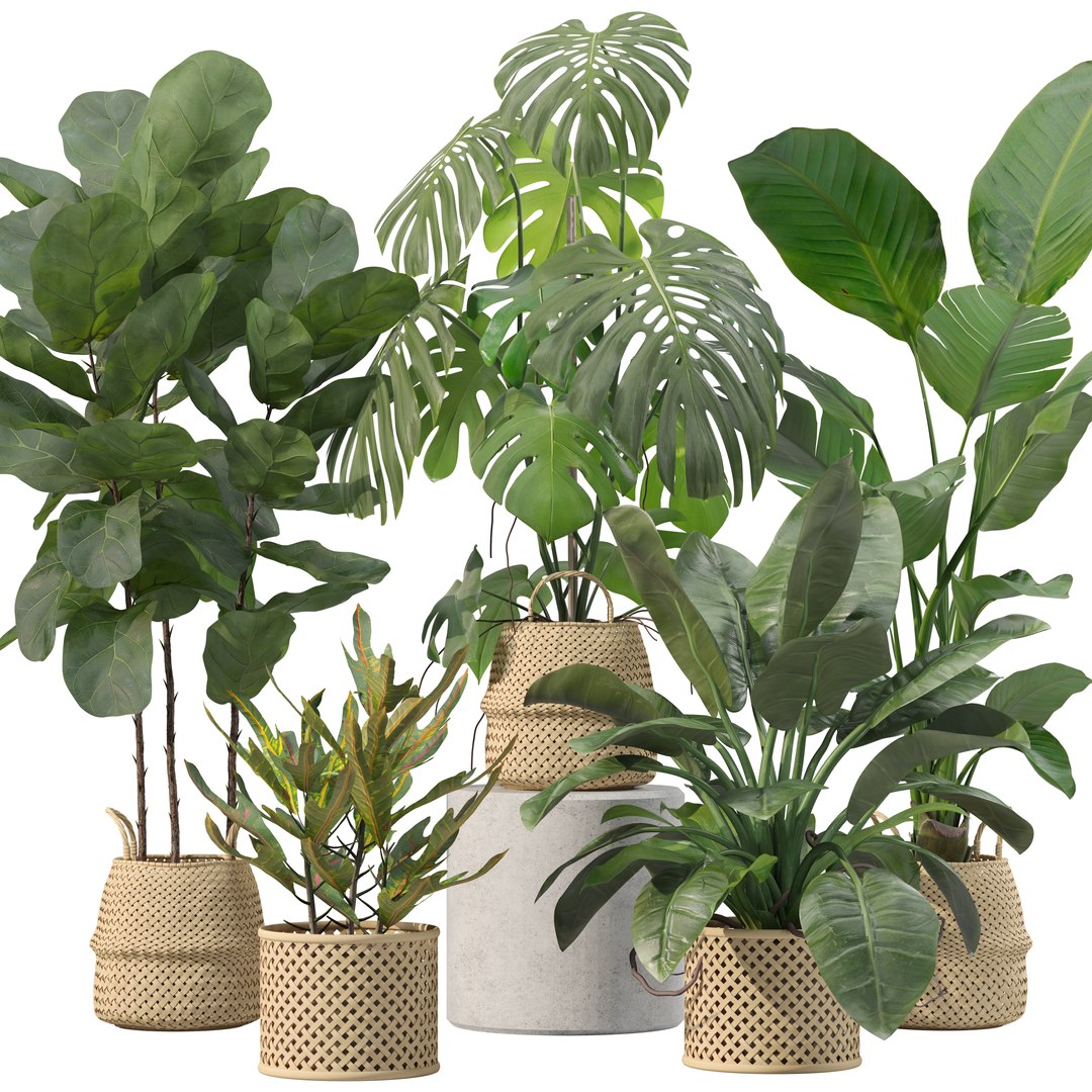 Plants collection 209 - monstera lyrata ficus strelitzia 3D model https://p.turbosquid.com/ts-thumb/4I/aO6G0V/gK/4/jpg/1718621177/1920x1080/fit_q87/e4f752eeb83f982d038e3aeb64e794ed679ed8d9/4.jpg
