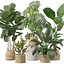 Pflanzenkollektion 209 - Monstera Lyrata Ficus Strelitzia