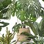 Pflanzenkollektion 209 - Monstera Lyrata Ficus Strelitzia