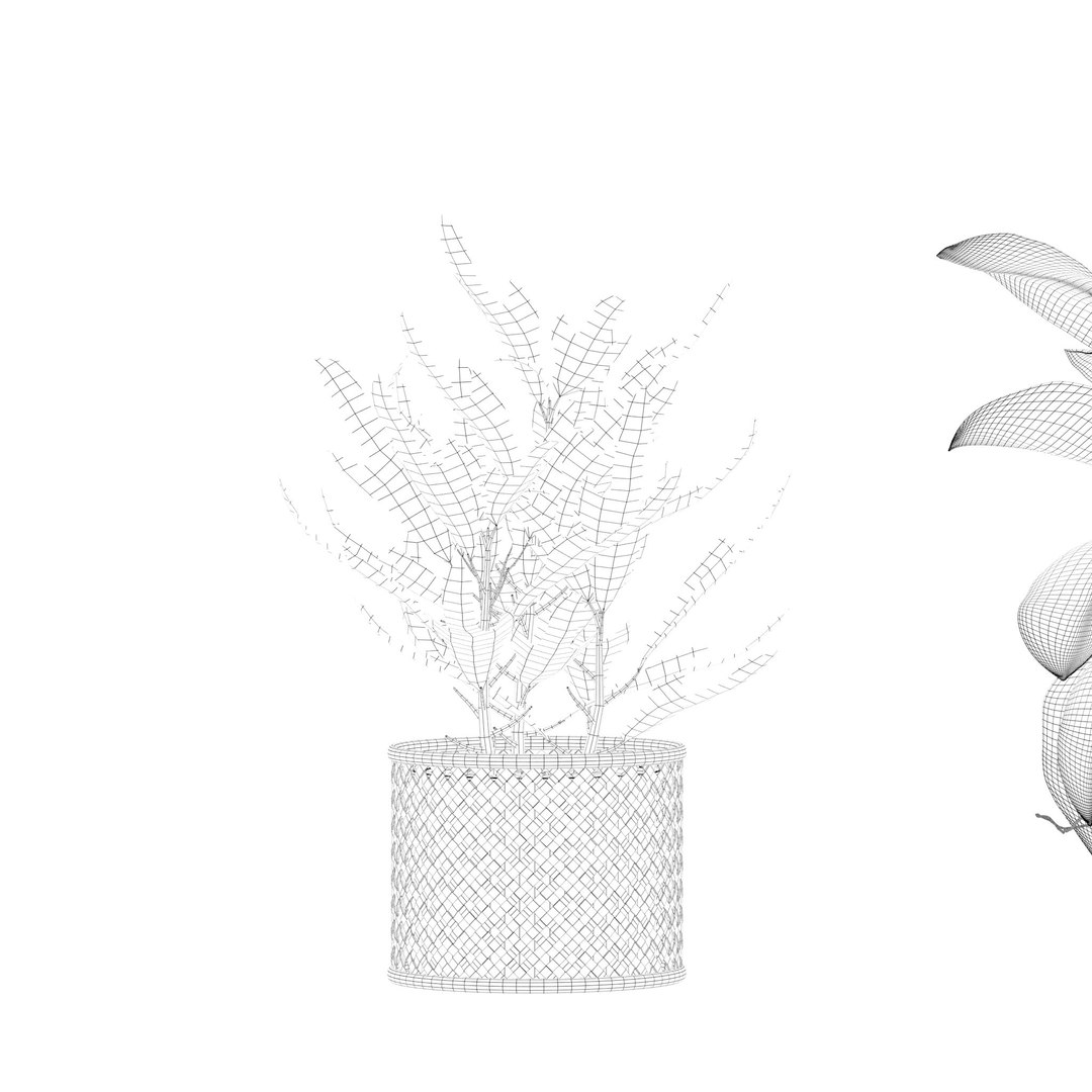 Plants collection 209 - monstera lyrata ficus strelitzia 3D model https://p.turbosquid.com/ts-thumb/4I/aO6G0V/hS/23/jpg/1718621170/1920x1080/fit_q87/f6882c5813f4f2551ee57d9844816b334217908c/23.jpg