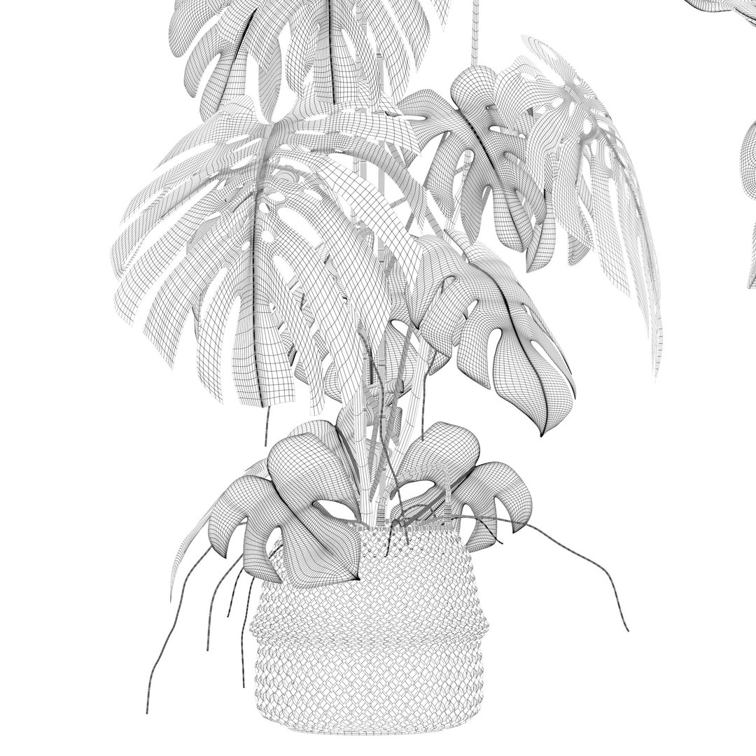 Plants collection 209 - monstera lyrata ficus strelitzia 3D model https://p.turbosquid.com/ts-thumb/4I/aO6G0V/j8/19/jpg/1718621184/1920x1080/fit_q87/ce78018574993c4bf9d814759baab83686337ef1/19.jpg