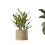 Pflanzenkollektion 209 - Monstera Lyrata Ficus Strelitzia