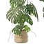 Pflanzenkollektion 209 - Monstera Lyrata Ficus Strelitzia