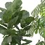 Pflanzenkollektion 209 - Monstera Lyrata Ficus Strelitzia