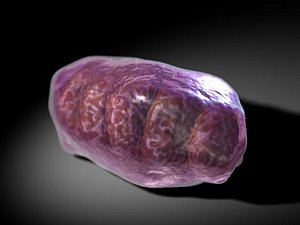 mitochondria 3ds