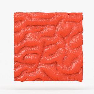 Stomach Lining