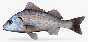 3D raucous grunt haemulopsis leuciscus