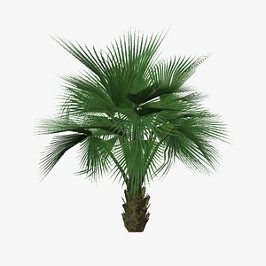 3d model palm tree04