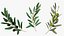 3D Olive Branches Collection model