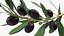 3D Olive Branches Collection model