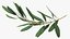 3D Olive Branches Collection model