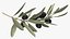 3D Olive Branches Collection model