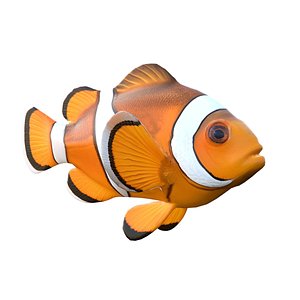 Clownfish 3D