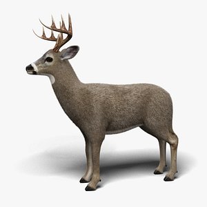 White Tailed Deer Fur