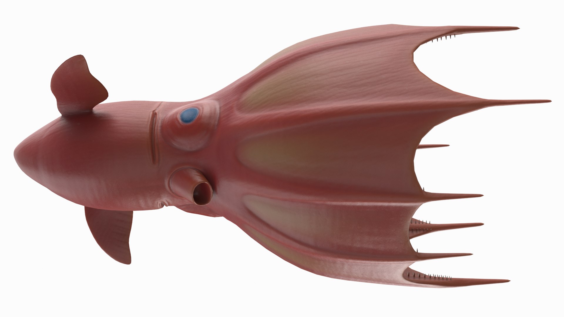 Vampire Squid 3D Model - TurboSquid 1463925
