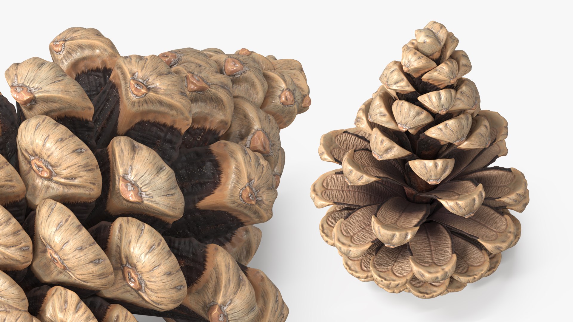 Partially Opened Pine Cone Brown model https://p.turbosquid.com/ts-thumb/4J/evBUcz/Kc/partially_opened_pine_cone_brown_005/jpg/1771316895/1920x1080/fit_q87/11b5c0c37a42b30eb3223ad93a04e8f524bef50d/partially_opened_pine_cone_brown_005.jpg