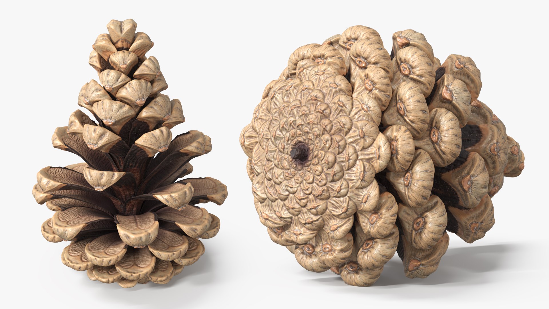 Partially Opened Pine Cone Brown model https://p.turbosquid.com/ts-thumb/4J/evBUcz/Rk/partially_opened_pine_cone_brown_004/jpg/1771316892/1920x1080/fit_q87/fd272d9c5fb266c9018482d93c08bec5f72aff6d/partially_opened_pine_cone_brown_004.jpg