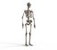 human skeletal