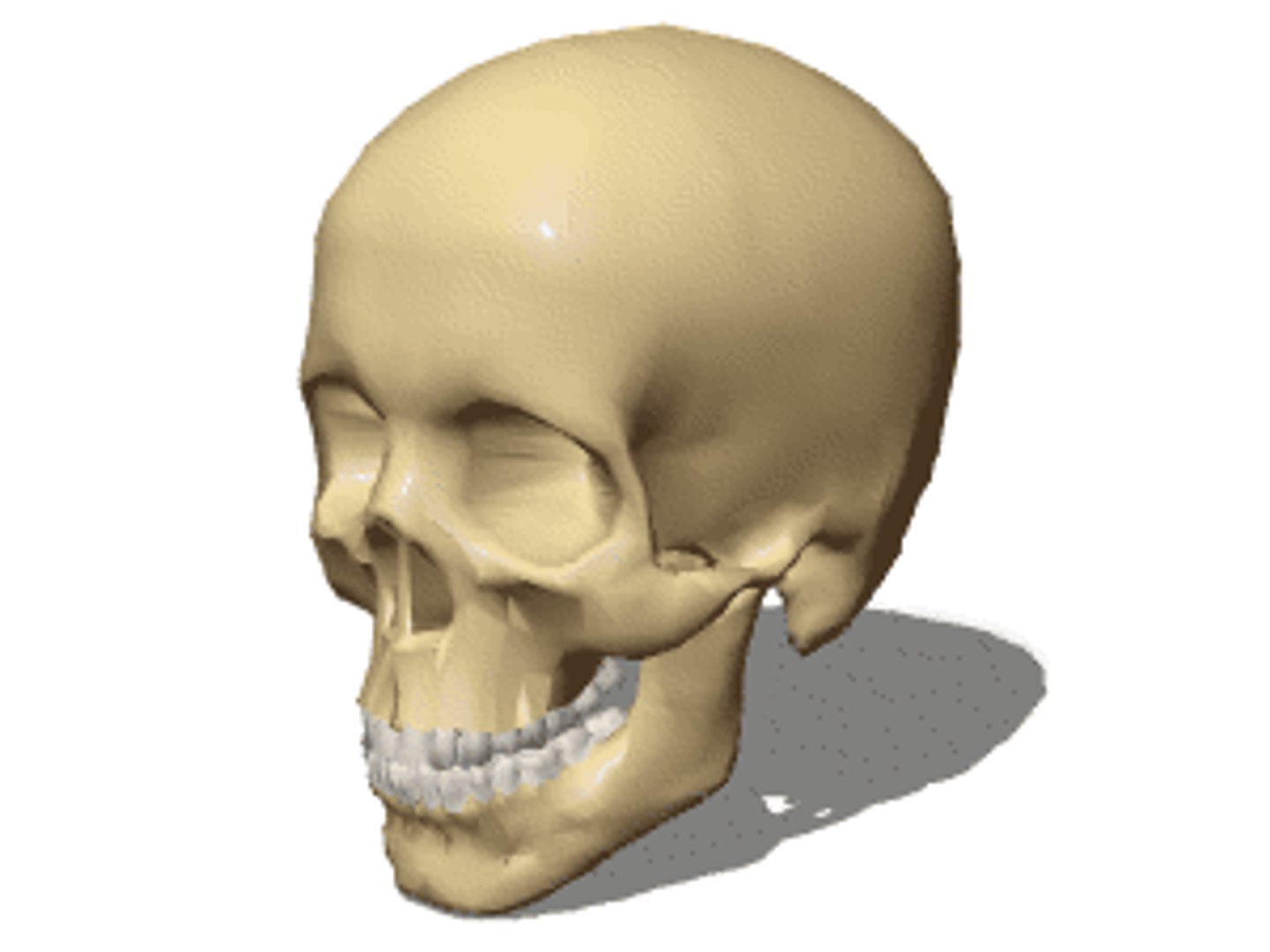 3D human skeleton https://p.turbosquid.com/ts-thumb/4J/j5QoZ8/DpUZ49Kt/vp1283_s/gif/1502826482/1920x1080/fit_q87/87ab7a5776482f15e4b0320222a16d7a3d49d85e/vp1283_s.jpg