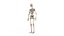 human skeletal