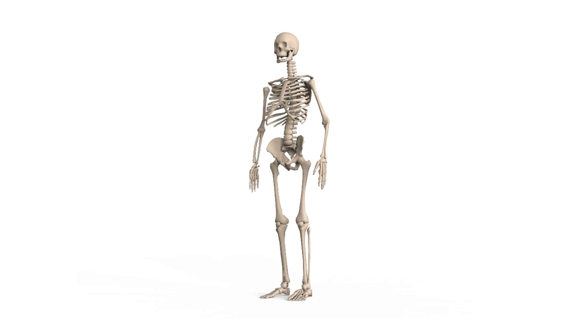 3D human skeleton https://p.turbosquid.com/ts-thumb/4J/j5QoZ8/NprWzUhI/x/png/1502826191/1920x1080/turn_fit_q99/f7bc6a8f488fd80461a2010af5633e7b6a2b8470/x-1.jpg