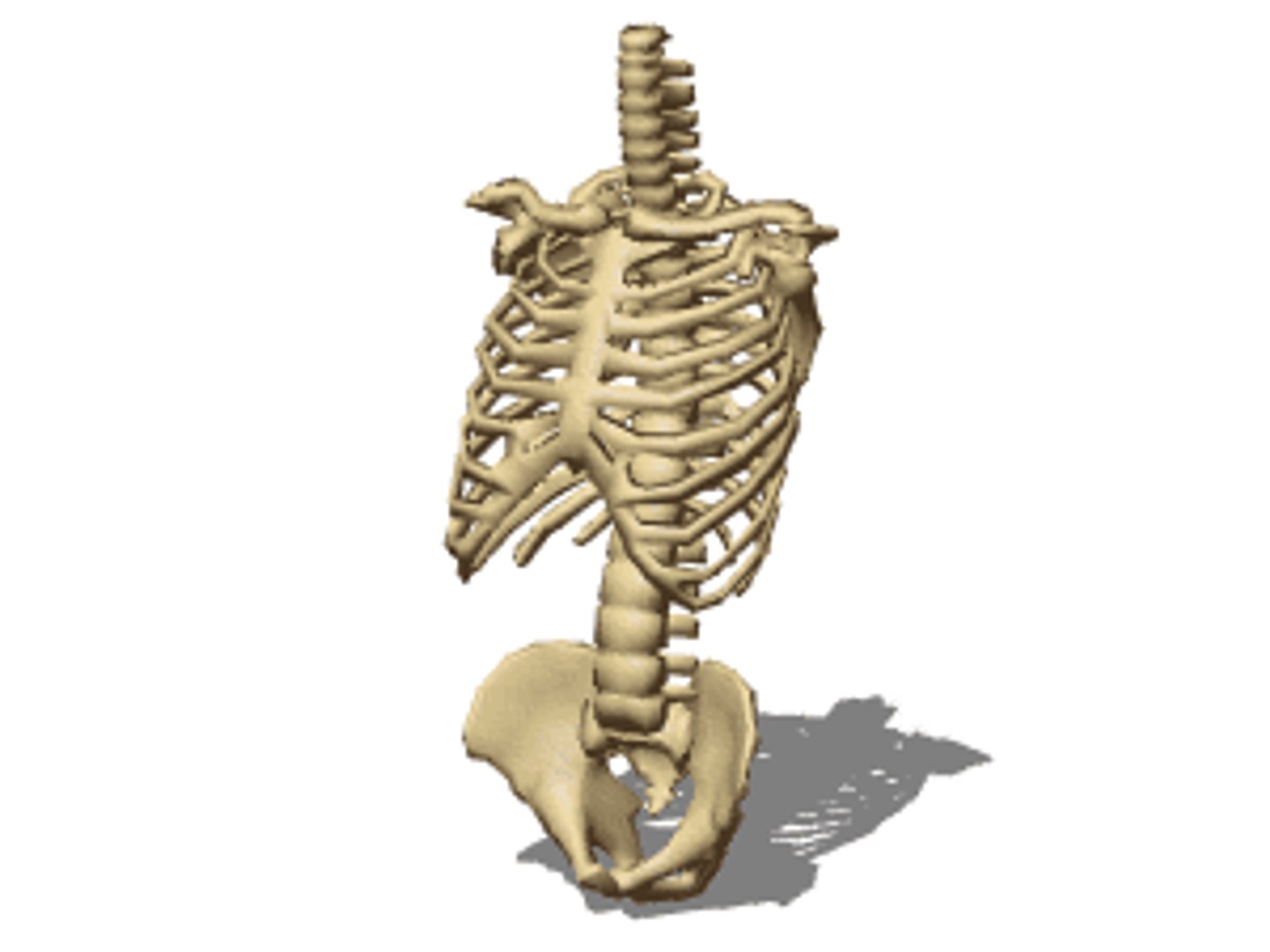3D human skeleton https://p.turbosquid.com/ts-thumb/4J/j5QoZ8/XNZqLZsM/vp1303_s/gif/1502826482/1920x1080/fit_q87/ae522fba2f9811fa062fb08ec4a73e7bab127d17/vp1303_s.jpg
