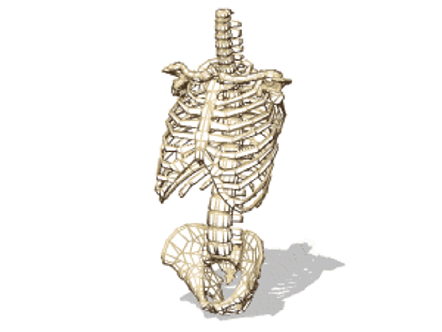 3D human skeleton https://p.turbosquid.com/ts-thumb/4J/j5QoZ8/m9GDN1CK/vp1303/gif/1502826482/1920x1080/fit_q87/17999b41e1867cc4f03324effe8d2349d6c3bd0d/vp1303.jpg