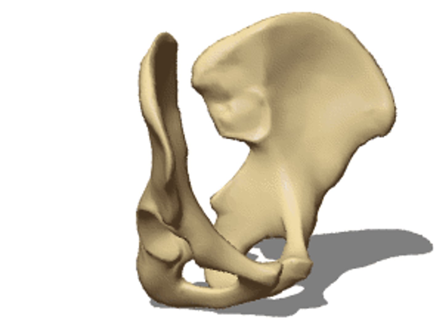 3D human skeleton https://p.turbosquid.com/ts-thumb/4J/j5QoZ8/wDP32PMm/vp1262_s/gif/1502826482/1920x1080/fit_q87/d1a412866bb098f918d57a0950553b8bf6615985/vp1262_s.jpg