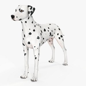 Spotted Dalmatian Dog