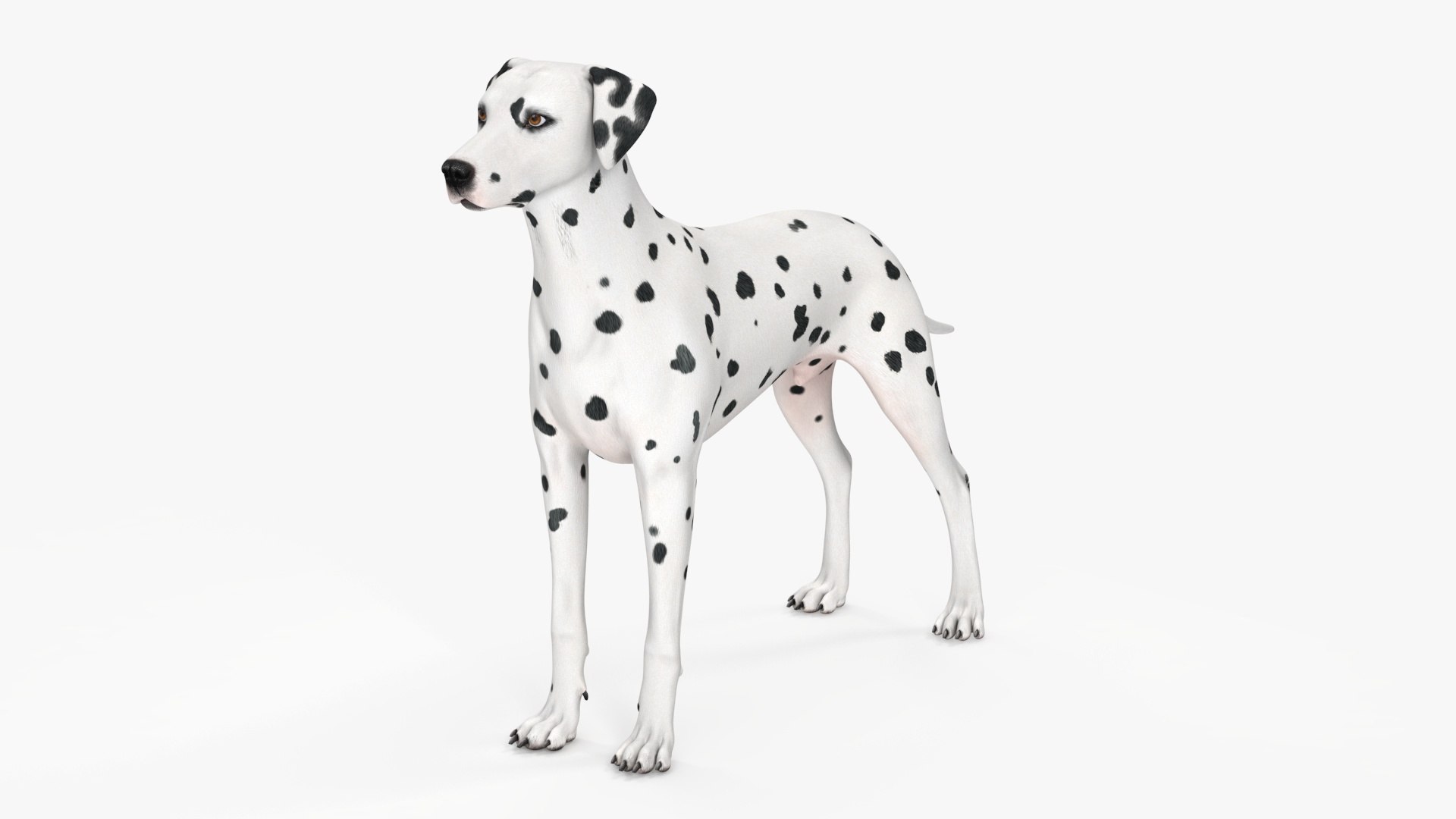 Spotted Dalmatian Dog 3D model preview