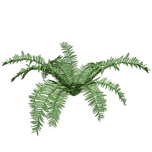 3D Boston Fern Plant - 10 -