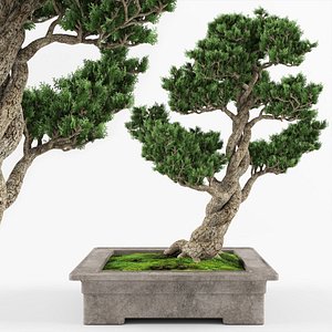 Bonsai decorative tree 02