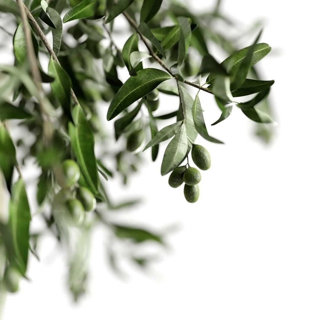 3D Olive Garden - TurboSquid 1991380