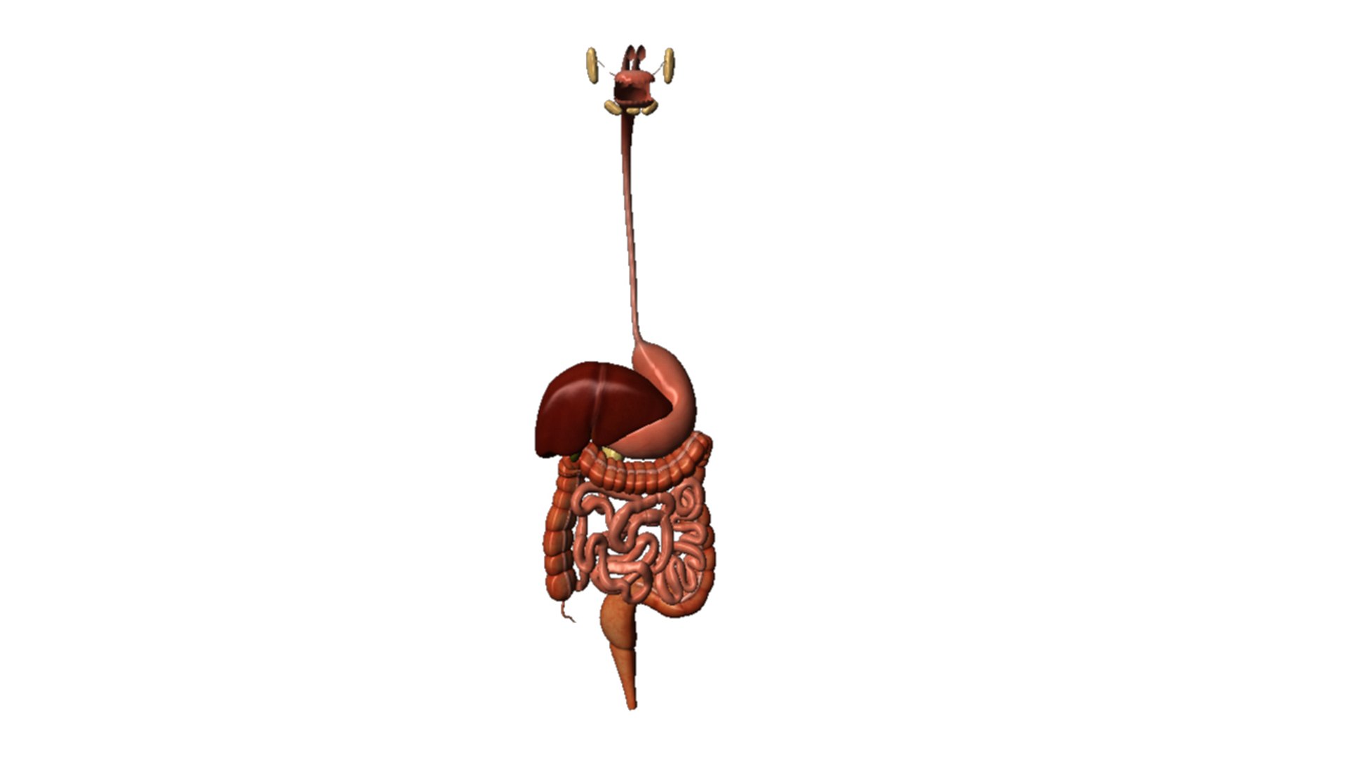 Human Digestive Obj