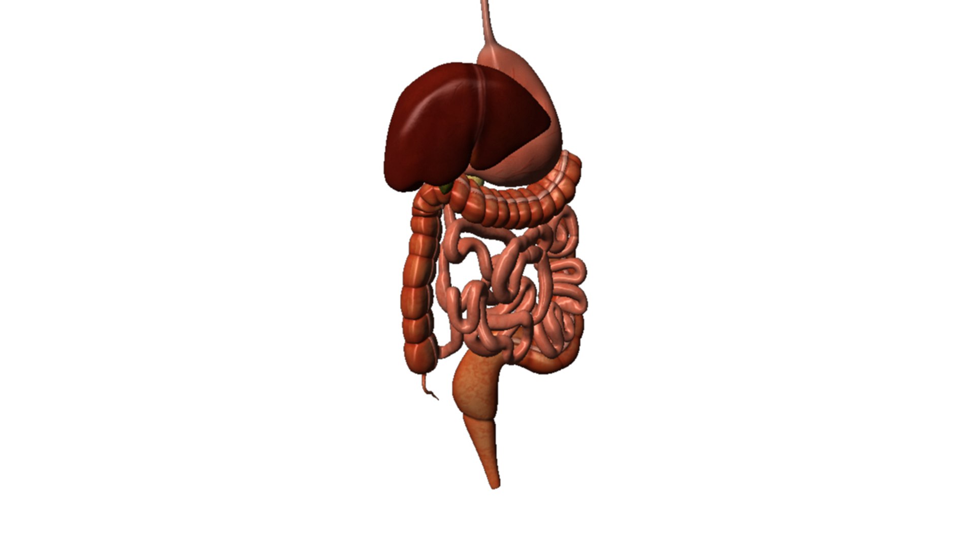 Human Digestive Obj