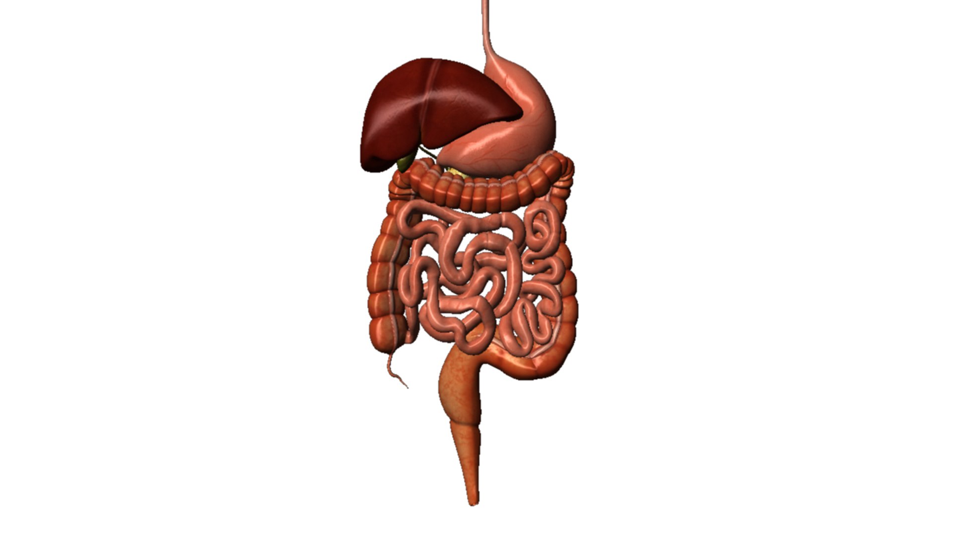 Human Digestive Obj