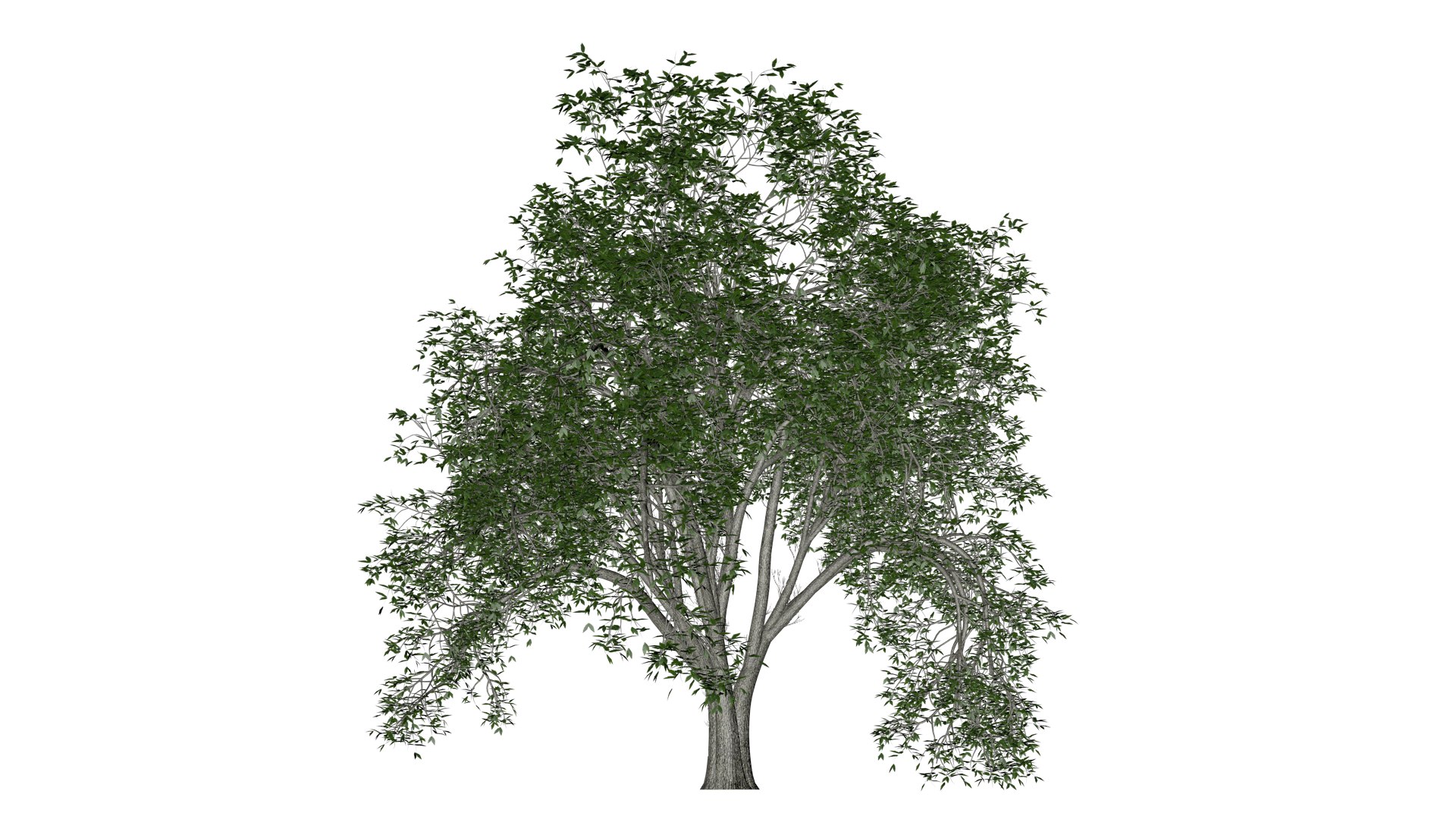 3D Model American Elm Tree - 05 - - TurboSquid 2374300