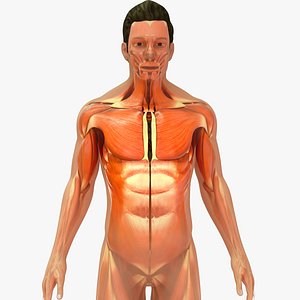 3D model Human Natural Body With Muscular system
