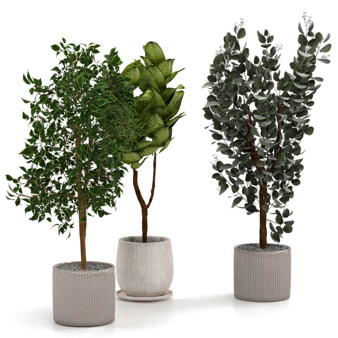 3D indoor plants pots https://p.turbosquid.com/ts-thumb/4K/BqH7jk/95GVf6Sa/preview2/jpg/1609770075/1920x1080/fit_q87/466820612a7416a085acfdadd75753cb07fe35b5/preview2.jpg