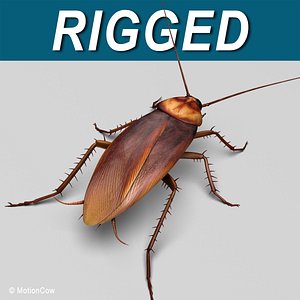Cockroach