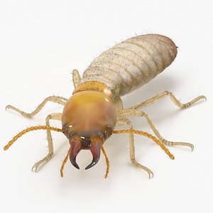 Termite in Creeping Pose