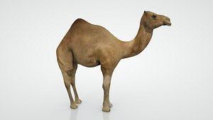 camel 3d model