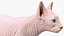 3D cream white sphynx cat