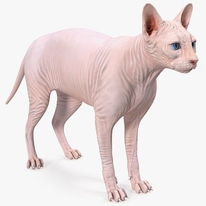 Cream White Sphynx Cat