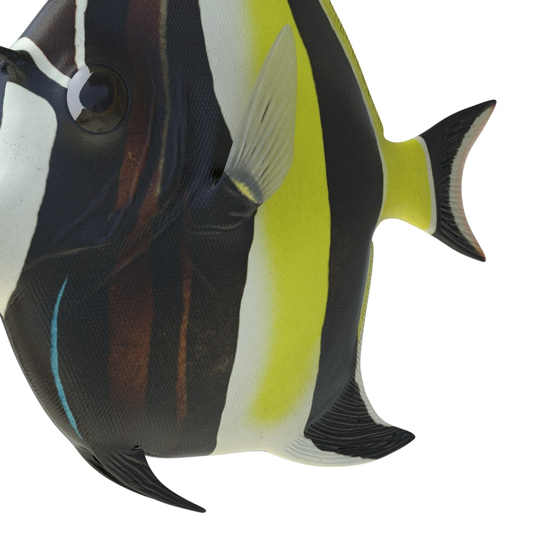 3d Moorish Idol Fish Rigged