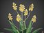 Pack de flore du désert XfrogPlants