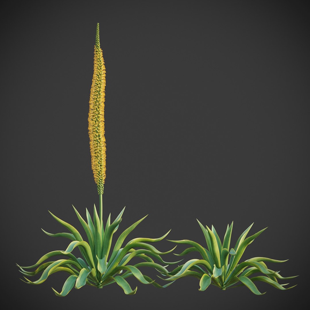 3D XfrogPlants Desert Flora Pack https://p.turbosquid.com/ts-thumb/4K/QlAOu0/KL/agave_v01/jpg/1618432983/1920x1080/fit_q87/33937eb13df3542db62ead23586c117263649988/agave_v01.jpg