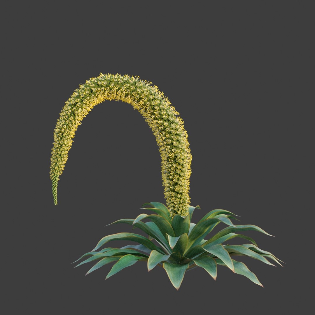 3D XfrogPlants Desert Flora Pack https://p.turbosquid.com/ts-thumb/4K/QlAOu0/oK/agave_a05/jpg/1618432961/1920x1080/fit_q87/ac594dc6849be2d362fb54b08a4e511bd2111506/agave_a05.jpg